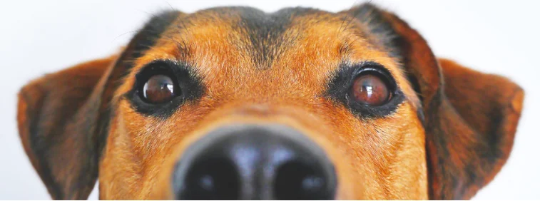 Tagliare le orecchie al cane? La legge dice no